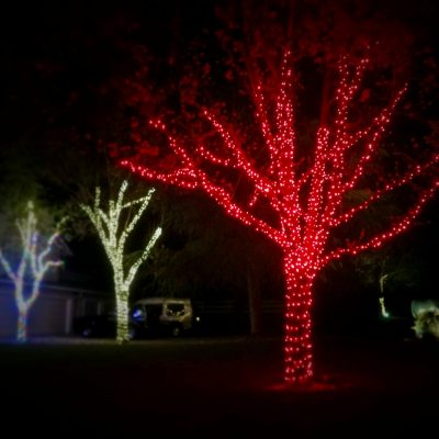 Enderson Red Tree_Fotor