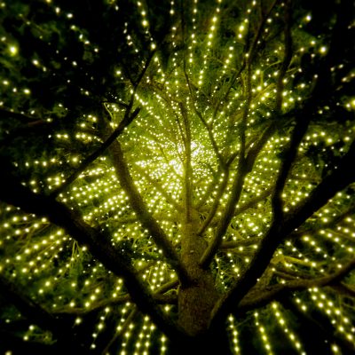 Los Gatos Tree, Interior