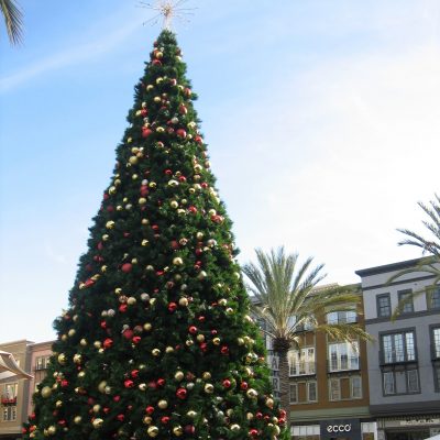 SR Tree2 (1)