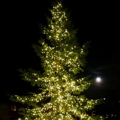 Saratoga Evergreen White LED_Fotor